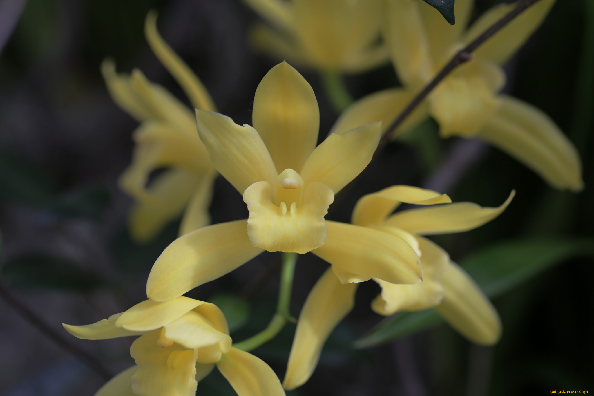 , , flowers, , flowering, orchids
